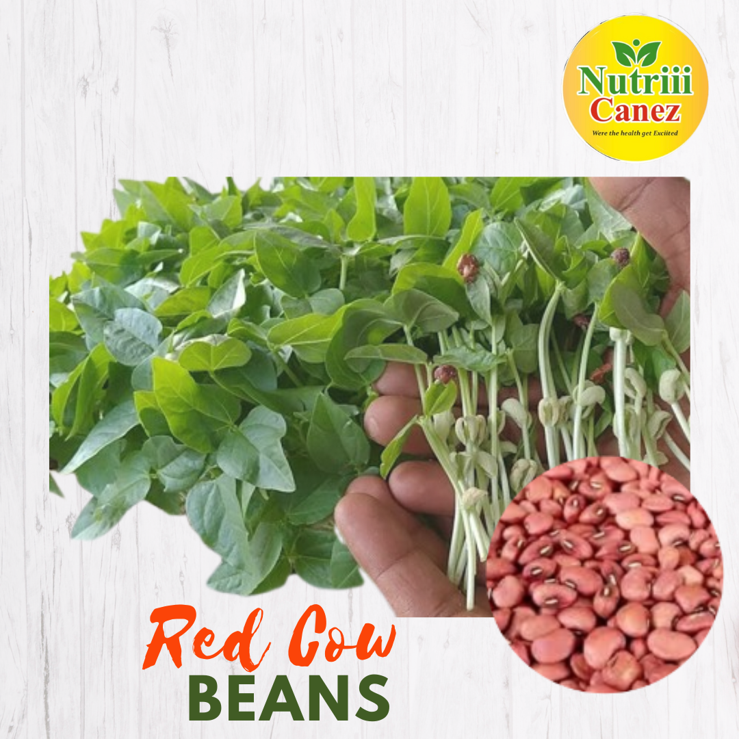 Red Cow Bean Microgreens